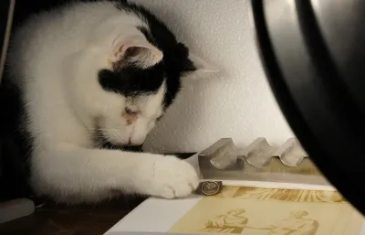 Kater Maxi hilft beim Fotografieren eines Rings